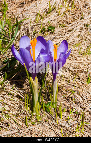 Frühling Hintergrund mit close-up zwei blühende Krokusse Frühlingsblumen Stockfoto