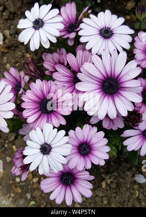 Nahaufnahme Detail der lila Osteospermum (afrikanische Gänseblümchen) Stockfoto