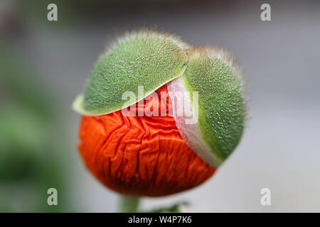 Makro Mohnknospe Hintergrund Stockfoto