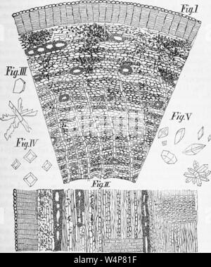 Graviert Abbildung: die Rinde der Wurzel Rhus Aromatica (duftende Sumach), von Amerikanischen das Buch "Journal der Apotheke' von Philadelphia Hochschule der Apotheke und der Wissenschaft, 1835. Mit freundlicher Genehmigung Internet Archive. () Stockfoto