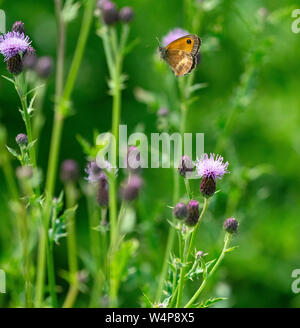 Gatekeeper Pyronia tithonus Schmetterling im Flug Juli Norfolk Stockfoto