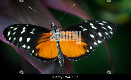 Pinsel-footed Schmetterling Calgary, Alberta Kanada Stockfoto