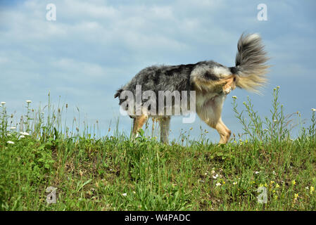 Ein grau behaarte Rüde Markierungen auf einer Wiese vor blauem Himmel Stockfoto