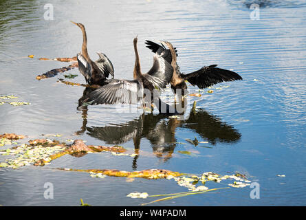 Anhinga Vögel ruhen Stockfoto
