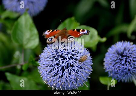 Aus der Nähe von Allium Blumen mit Bienen und Schmetterlinge Stockfoto
