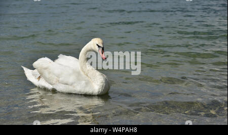 Eine weiße schöne Schwan Schwimmen allein in einem See Stockfoto
