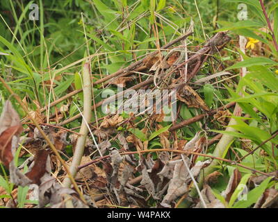 Eine große grüne Eidechse sitzt auf einem Stapel von Niederlassungen. Wildes Tier. Stockfoto