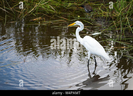Snowy Egret Stockfoto