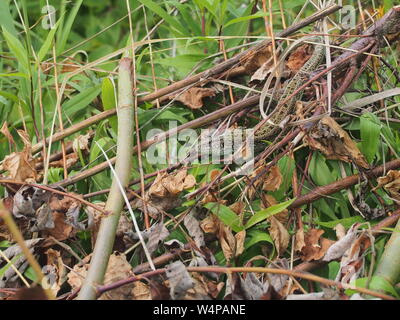 Eine große grüne Eidechse sitzt auf einem Stapel von Niederlassungen. Wildes Tier. Stockfoto