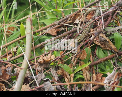 Eine große grüne Eidechse sitzt auf einem Stapel von Niederlassungen. Wildes Tier. Stockfoto