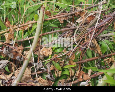 Eine große grüne Eidechse sitzt auf einem Stapel von Niederlassungen. Wildes Tier. Stockfoto