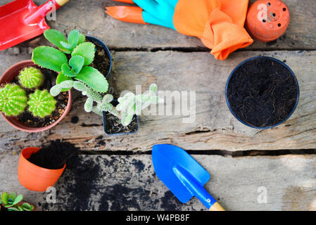 Gartengeräte auf hölzernen Hintergrund bereit zum Pflanzen kleiner Anlage im Frühling Garten arbeitet Konzept Gartenarbeit cactus Töpfen bei Hof Stockfoto
