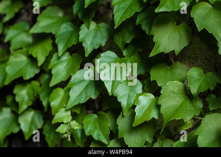 Grüne kraxeln Anlage auf einem grauen Stein Oberfläche. Nahaufnahme. Natürliche Hintergrund. Stockfoto