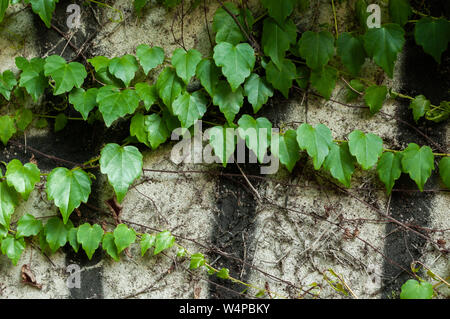 Grüne kraxeln Anlage auf einem grauen Stein Oberfläche. Nahaufnahme. Natürliche Hintergrund. Stockfoto
