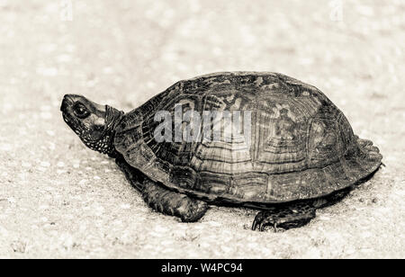 Schildkröte CLOSE UP FOTOGRAFIE Stockfoto