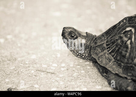 Schildkröte CLOSE UP FOTOGRAFIE Stockfoto