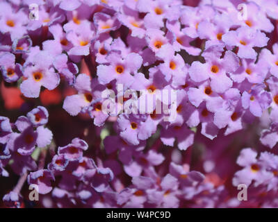 Nahaufnahme des Sommerflieders davidii 'Monum', Nanho-Purple Blume Stockfoto