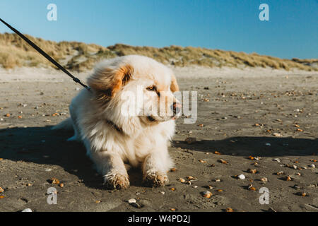 Profil anzeigen von niedlichen Hund am Strand gegen Sanddünen, blauer Himmel Stockfoto