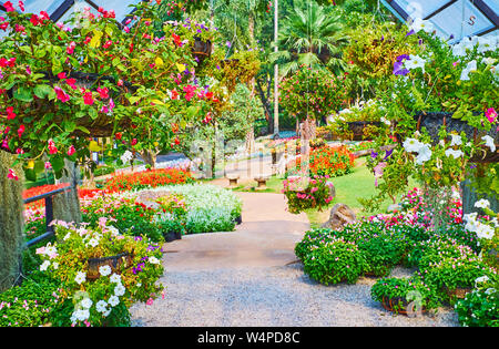 Ampelous Blumen sind weit verbreitet in der Mae Fah Luang Garten verteilt, lokale Gärtner wachsen Petunia, Gambe, Begonia, Lobelia, Fuchsia und andere, Doi Tung, Thaila Stockfoto