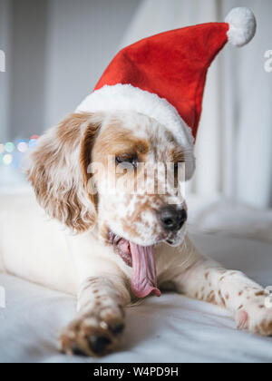 Porträt der English Setter Welpen mit Santa Claus hat Stockfoto