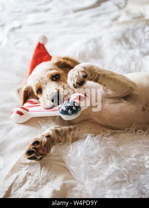 English Setter Welpen spielen mit Knochen Spielzeug mit amerikanischer Flagge Stockfoto