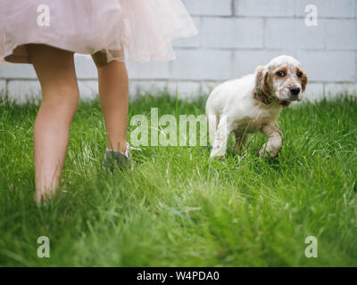 English Setter Welpen laufen neben Mädchen Stockfoto