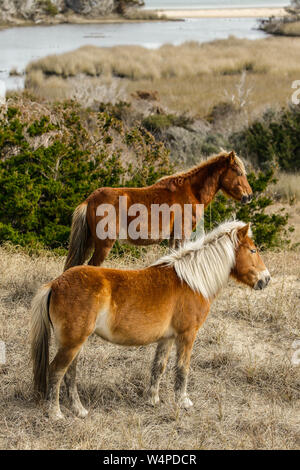 Wilde Pferde auf Shackleford Banken, die südlichste Barrier island in Cape Lookout National Seashore ist die Heimat von mehr als 100 wilde Pferde im Norden Auto Stockfoto