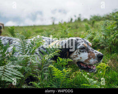 English Setter Jagd Stockfoto