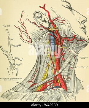 Eingravierte Zeichnung der chirurgischen Anatomie des menschlichen Halsarterien, aus dem Buch "Anatomie, beschreibende und chirurgischen' von Henry Gray, Thomas Pickering, und William Williams Scharf, 1887. Mit freundlicher Genehmigung Internet Archive. () Stockfoto