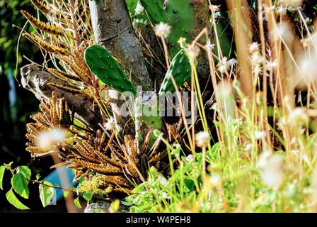Tropische Kakteen Pflanzen inmitten wilder Vegetation unter der karibischen Sonne. Stockfoto