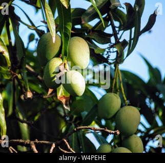 Bündel grün Karibik Mangos hängen vom Baum. Stockfoto