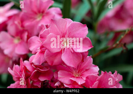 Rosa oleander blühen Blumen. Nerium oleander. Floral background. Selektiver Fokus Stockfoto