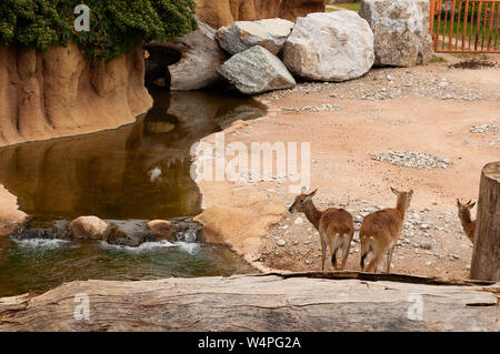 Valbrembo, Italien - 16.05.2019: Drei kleine Hirsche stehen in der Nähe der Wasser im Le Cornell Animal Park Stockfoto