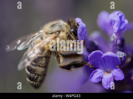 Bienen sind Fluginsekten, die eng mit Wespen und Ameisen verwandt sind, die für ihre Rolle bei der Bestäubung und bei den bekanntesten Bienenarten, den wes, bekannt sind Stockfoto