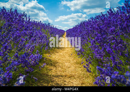 Lavandula (gebräuchlicher Name Lavendel) ist eine Gattung von 47 bekannten Arten von blühenden Pflanzen in der Familie der Minzenblütler, Lamiaceae. Sie ist in der alten Welt heimisch Stockfoto