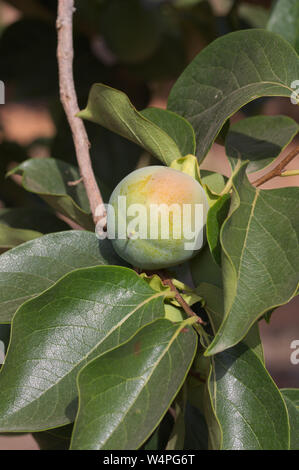 Nahaufnahme einer Filiale einer persimone Baum mit einem verdorbene Früchte für ein Zuviel an Sonne auf seiner Haut empfangen Stockfoto