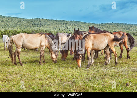 Eine Herde von Braun Pferde ruhig grasen in einer Sommerwiese. Stockfoto