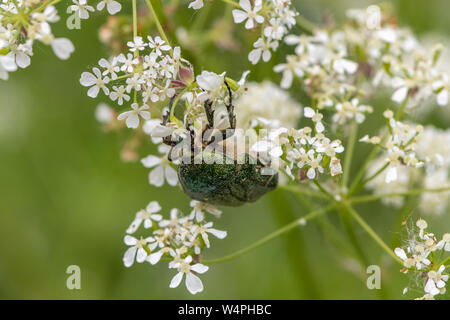 Rose Käfer (Cetonia aurata) Stockfoto