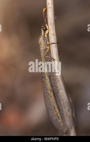 Makrofotografie eines einzelnen Der myrmeleonid Arten (Myrmeleontidae) der Neuroptera Familie, wie Lion Ameisen bekannt. Stockfoto