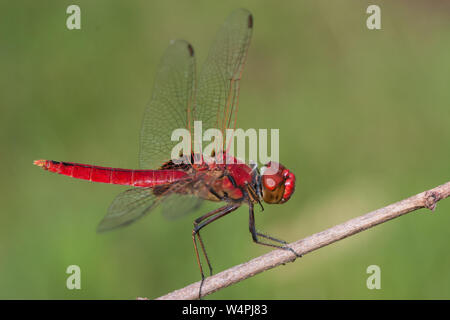 Scarlet Percher Dragonfly in Ruhestellung Stockfoto