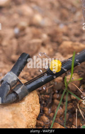 Nahaufnahme einer Tropfinfusion Gummi mit der Sprinkleranlage Bewässerung kleine Dosen von Wasser auf das Erntegut Stockfoto
