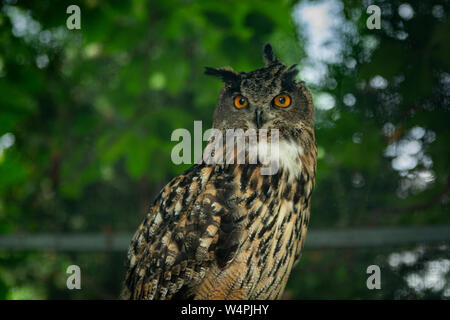 Majestätische eurasische Uhu mit intensiven orangen Augen im Wald Stockfoto