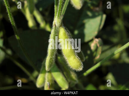 Sojabohnen werden vor der bevorstehenden Ernte an Backacres Farmen in Chesterfield, New Jersey gesehen. Stockfoto