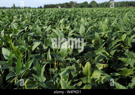 Ein Feld von Soja Kulturpflanzen ist vor der bevorstehenden Ernte in Chesterfield, New Jersey gesehen. Stockfoto