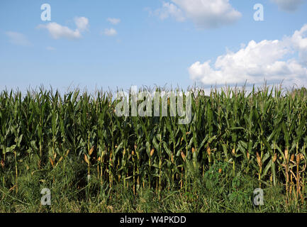 Ein Feld von Mais ist vor der bevorstehenden Ernte in Chesterfield, New Jersey gesehen. Stockfoto