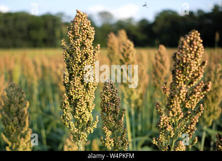 Ein Feld von Sorghum (Milo) ist vor der bevorstehenden Ernte in Chesterfield, New Jersey gesehen. Stockfoto