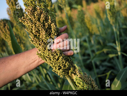 Ein Feld von Sorghum (Milo) ist vor der bevorstehenden Ernte in Chesterfield, New Jersey gesehen. Stockfoto