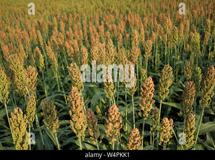 Ein Feld von Sorghum (Milo) ist vor der bevorstehenden Ernte in Chesterfield, New Jersey gesehen. Stockfoto