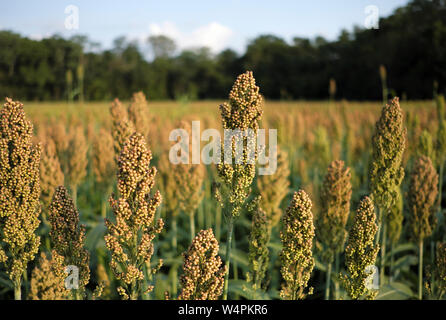 Ein Feld von Sorghum (Milo) ist vor der bevorstehenden Ernte in Chesterfield, New Jersey gesehen. Stockfoto