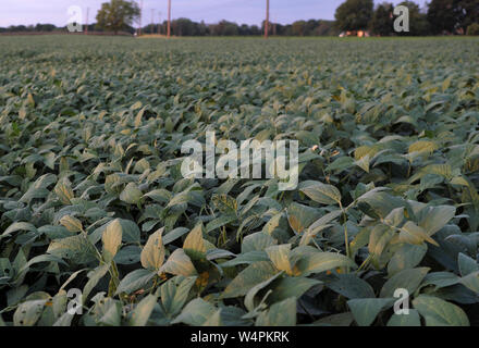 Ein Feld von Soja Kulturpflanzen ist vor der bevorstehenden Ernte in Chesterfield, New Jersey gesehen. Stockfoto